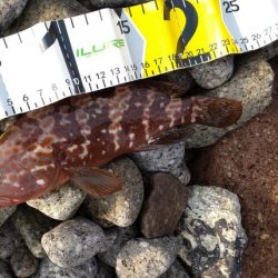 ロックフィッシュ