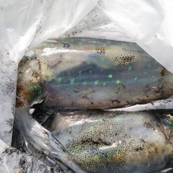 神戸周辺アオリ調査