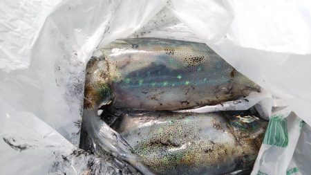 神戸周辺アオリ調査