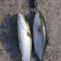 友人夫妻と青物狙い