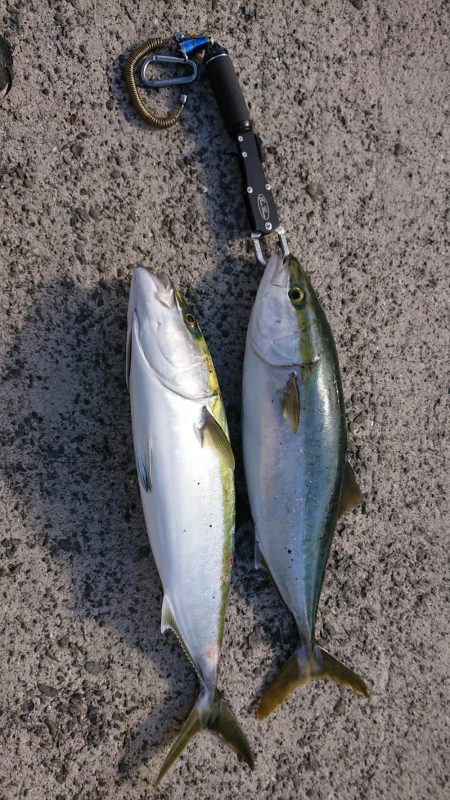 友人夫妻と青物狙い