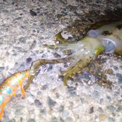 アオリイカ二杯