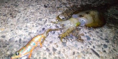 アオリイカ二杯