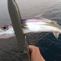 佐渡島 陸っぱり 釣り 魚釣り 釣果情報サイト カンパリ