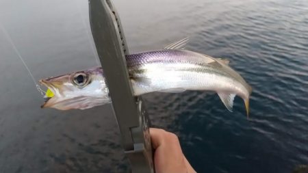 アジングでカマス