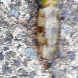 アジが良く釣れました。