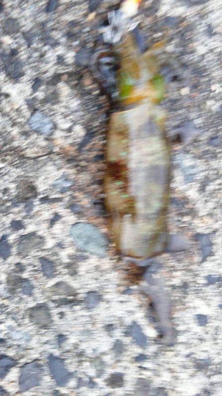 アジが良く釣れました。