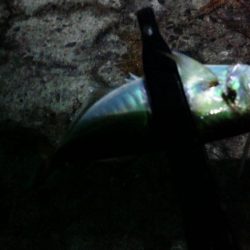 はじめての浮き釣り