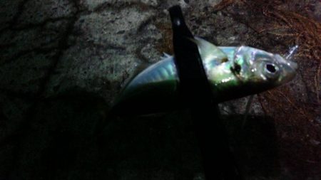 はじめての浮き釣り