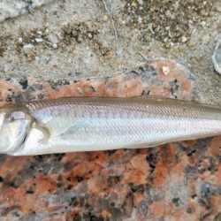 長潮でも釣れるみたい……