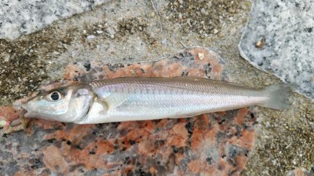 長潮でも釣れるみたい……