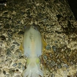 年々渋いかな？