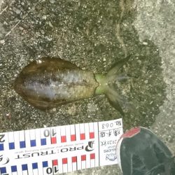 今年初の秋イカが、つれました。