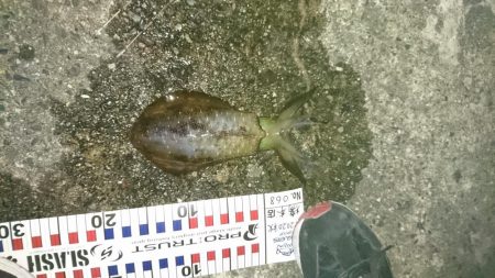今年初の秋イカが、つれました。