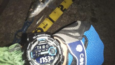 ぶらシーバス!!