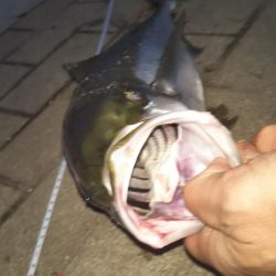 ぶら早朝コスモ！！