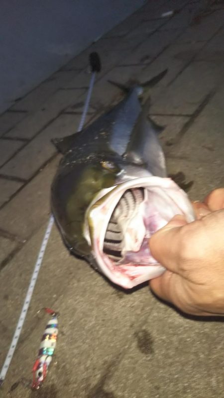 ぶら早朝コスモ！！