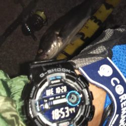 ぶらシーバス!!