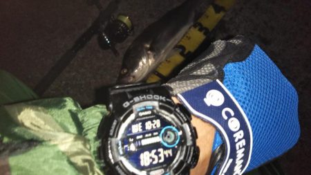 ぶらシーバス!!