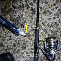 タチウオ、朝マズメ好調です!