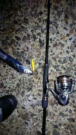 タチウオ、朝マズメ好調です!