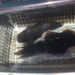 ナイトティップラン？