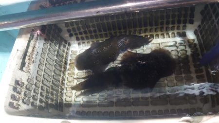 ナイトティップラン？