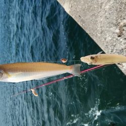 潮が動けばキスは釣れます