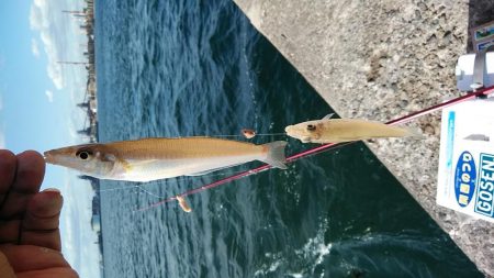 潮が動けばキスは釣れます