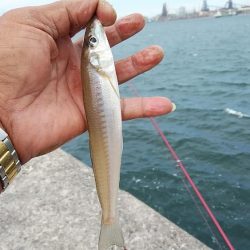 強風の播磨新島釣行