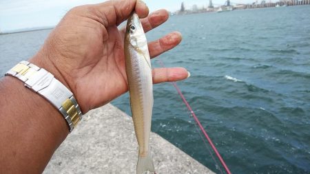 強風の播磨新島釣行