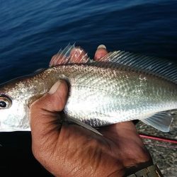 今日も厳しい釣行でした