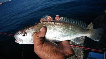 今日も厳しい釣行でした