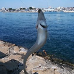 久しぶりに東二見のキス調査