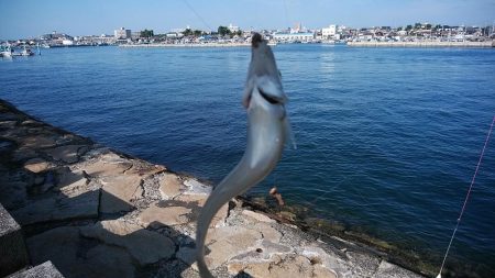 久しぶりに東二見のキス調査