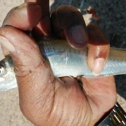 江井ヶ島のキス調査