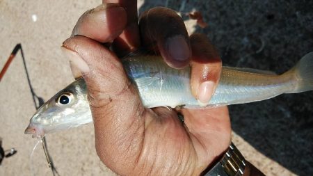 江井ヶ島のキス調査