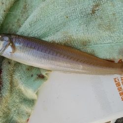 東二見西水路へキス調査