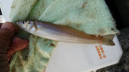 東二見西水路へキス調査