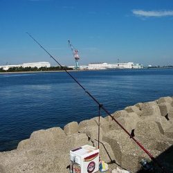 キスの引き釣りでカレイが釣れました
