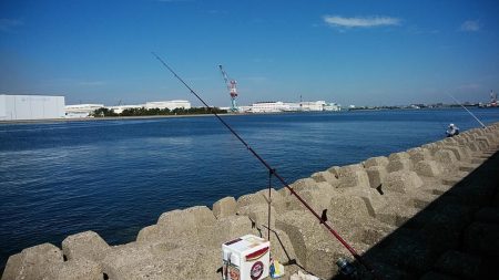 キスの引き釣りでカレイが釣れました