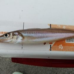 東二見白灯台波止へキス調査