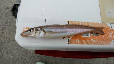 東二見白灯台波止へキス調査