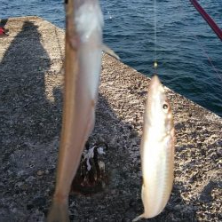 播磨新島のキスが復活