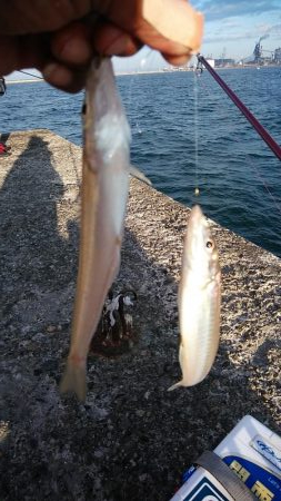 播磨新島のキスが復活