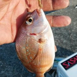 16時から東二見のキス調査