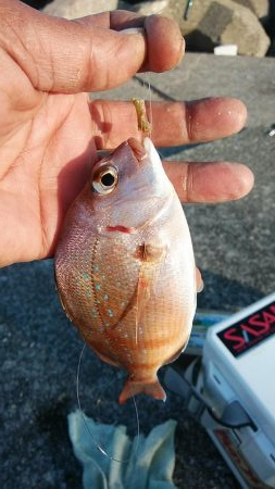 16時から東二見のキス調査