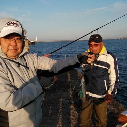 播磨新島のキス釣査