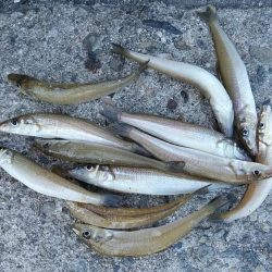 播磨新島のキス釣査