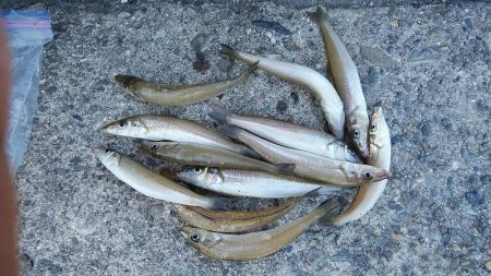 播磨新島のキス釣査